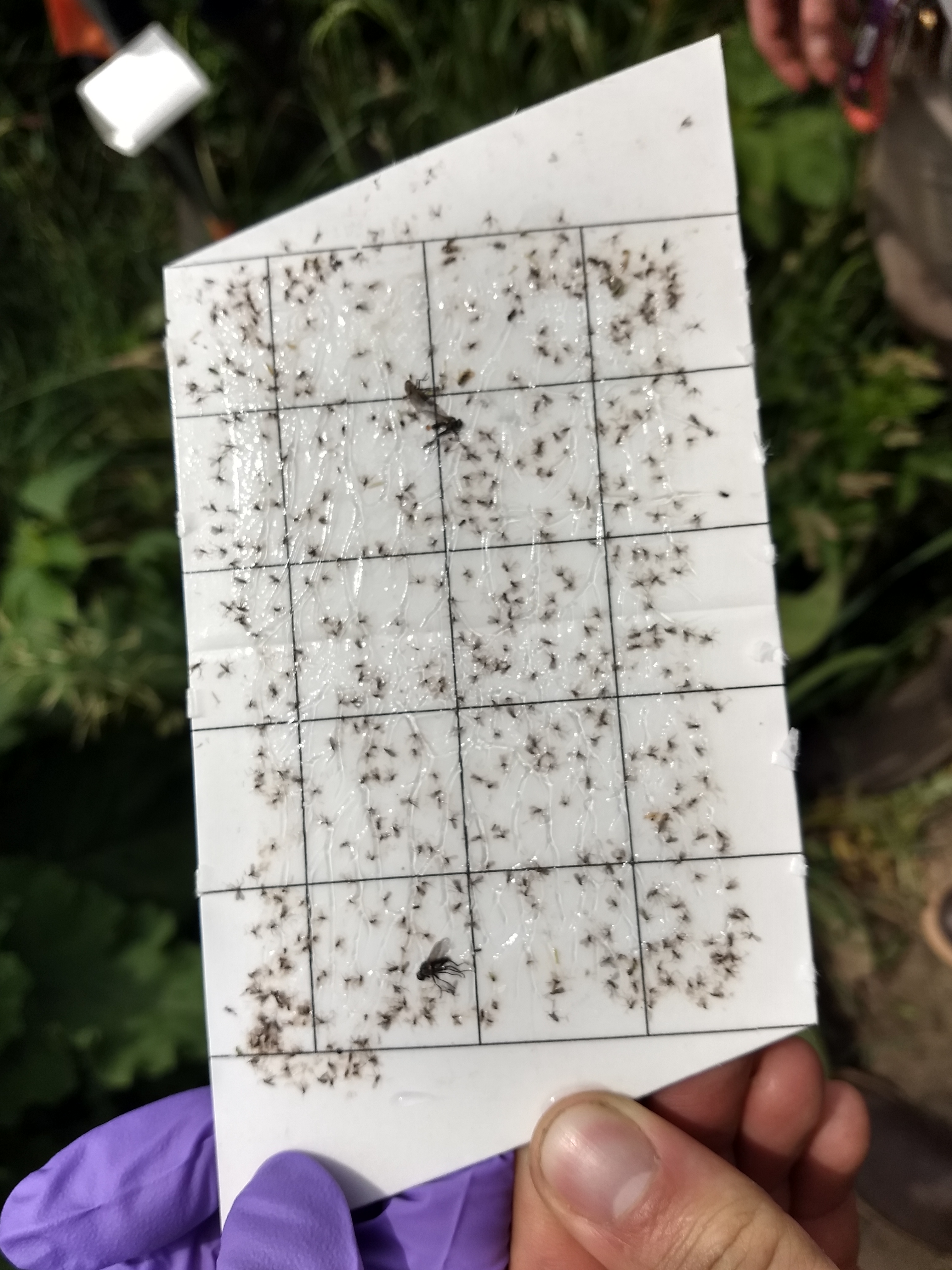 Swede midge trapping